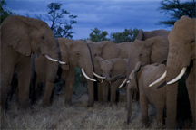photo of elephants by Nathan Williamson